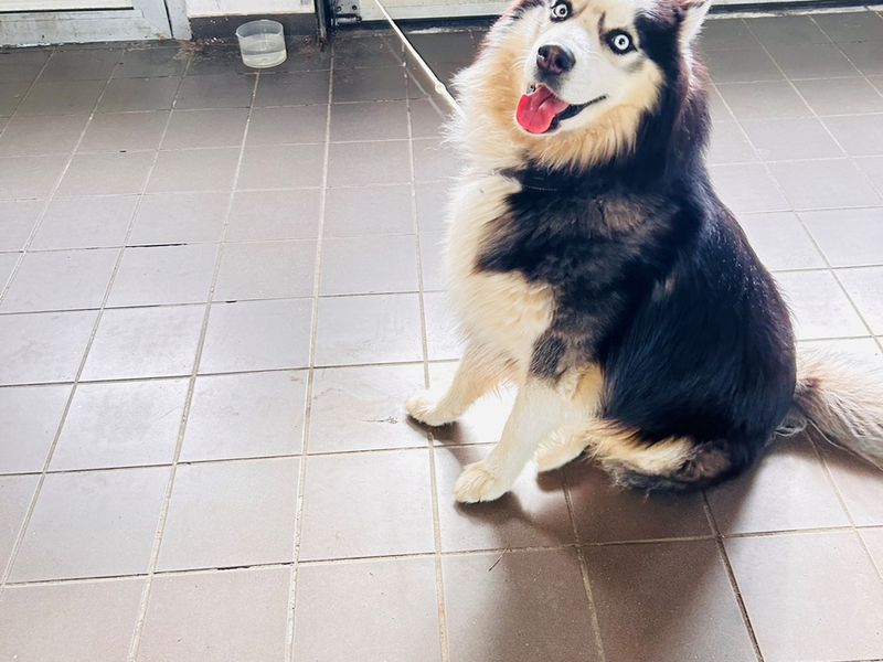 POL-EL: Haren - Entlaufener Hund - Eigentümer gesucht - Foto: presseportal.de