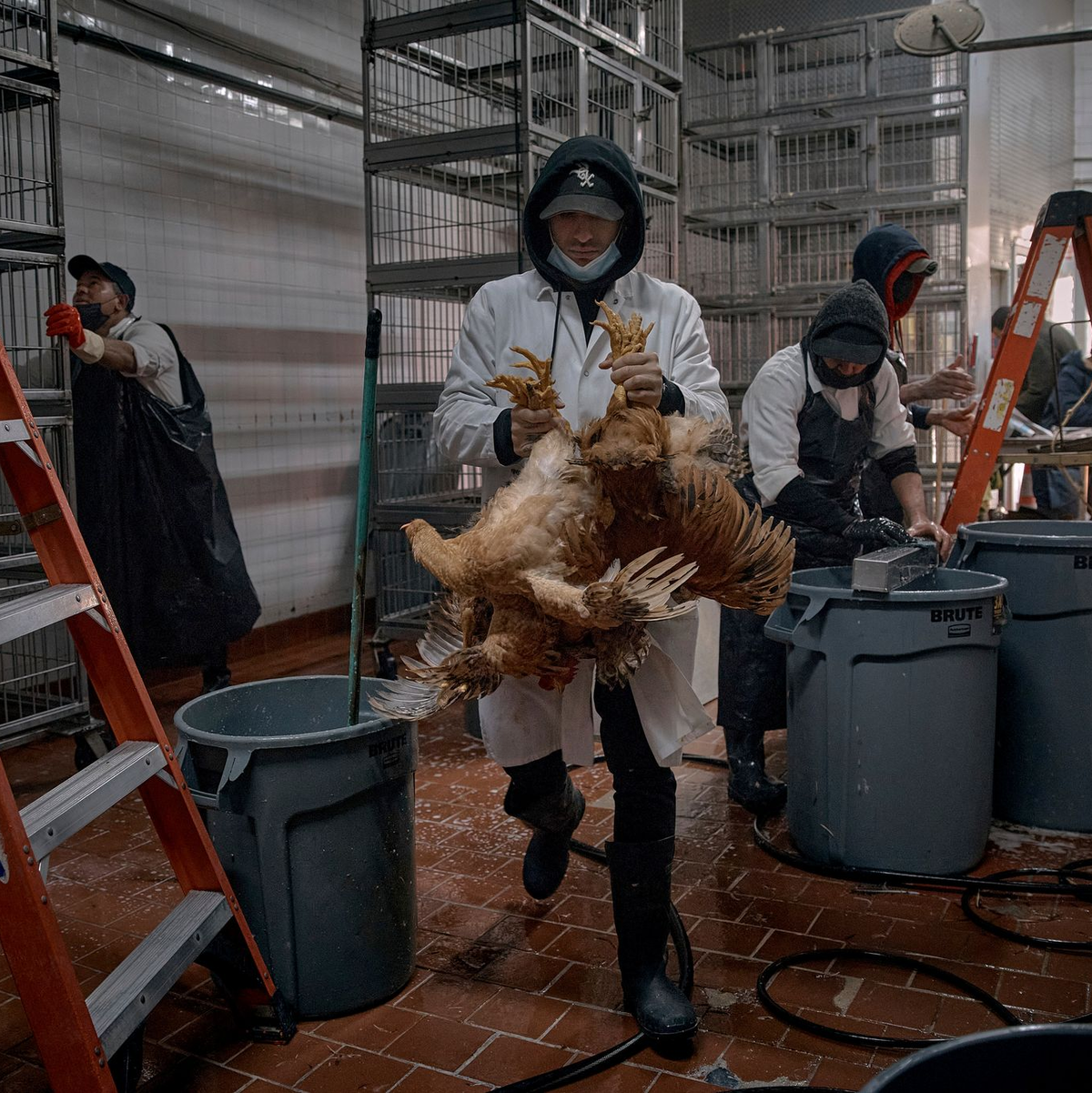 Angestellte säubern Käfige und bringen Hühner zur Schlachtung in einem Geflügelgeschäft. - Foto: Andres Kudacki/AP/dpa
