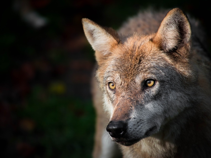 Bundesratsinitiative Wolfsmanagement: Desinformation von Politik und Öffentlichkeit - Foto: presseportal.de