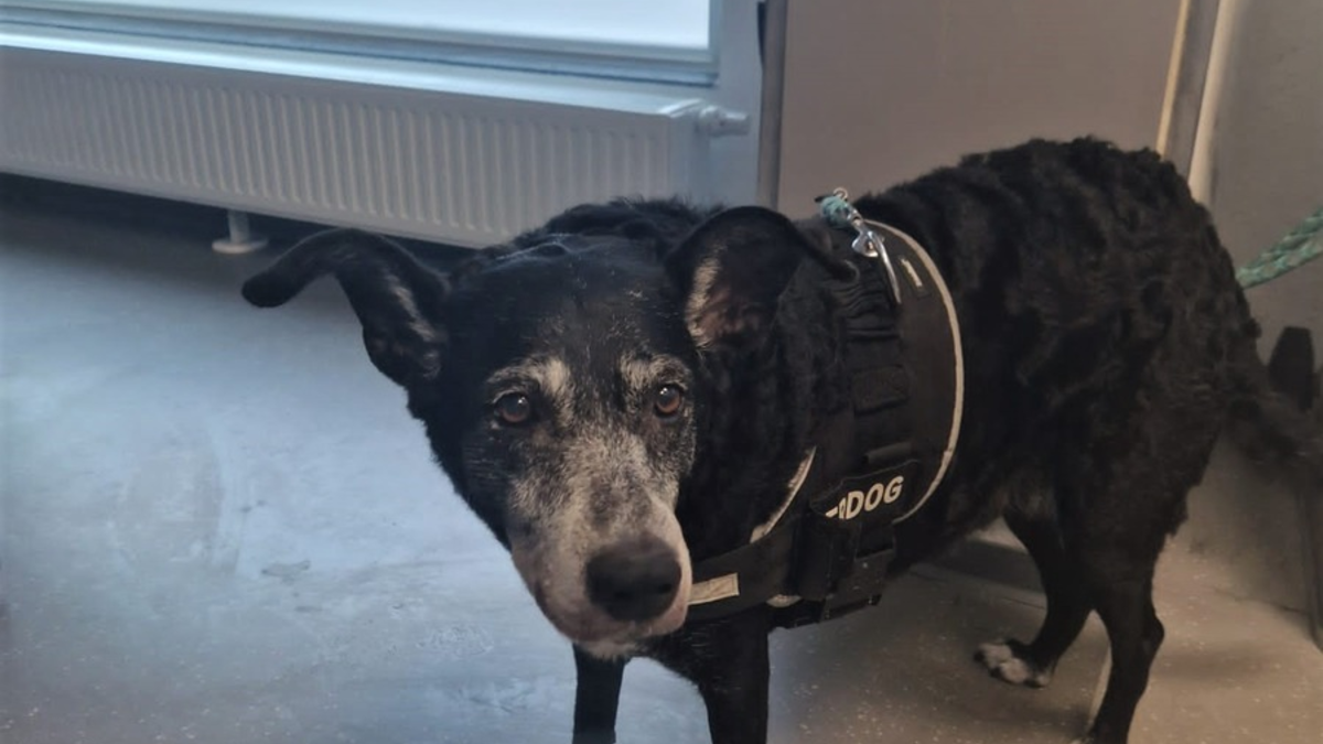 POL-MK: Amy ist zurück bei Herrchen - Foto: presseportal.de