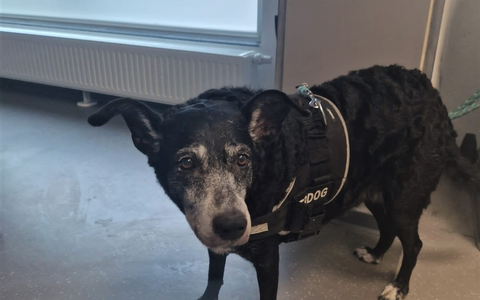 POL-MK: Amy ist zurück bei Herrchen - Foto: presseportal.de