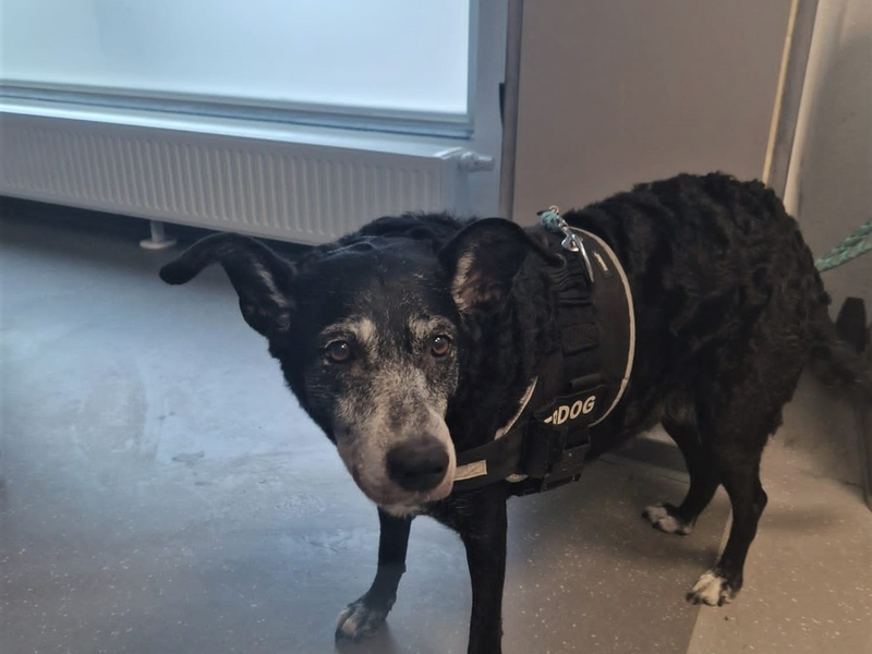 POL-MK: Amy ist zurück bei Herrchen - Foto: presseportal.de