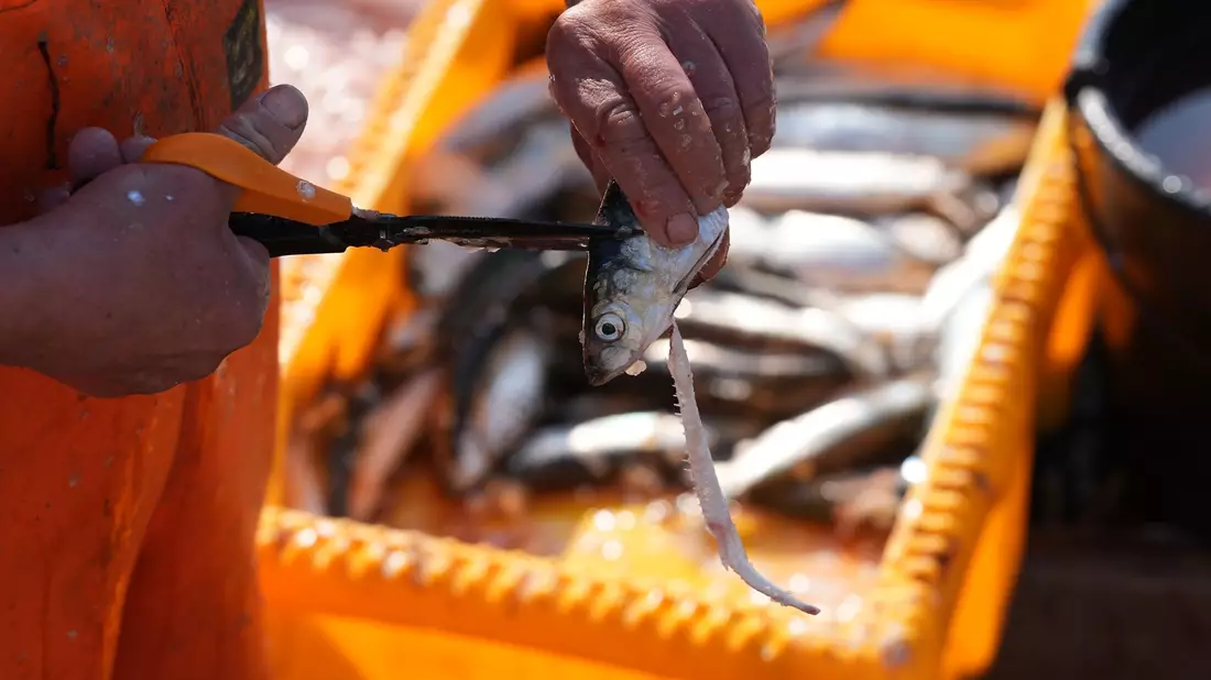 Forscher warnen vor Kosten der Schleppnetz-Fischerei (Archivbild). - Bild: Marcus Brandt/dpa