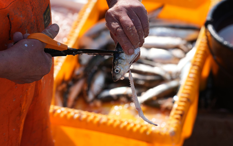 Forscher warnen vor Kosten der Schleppnetz-Fischerei (Archivbild). - Foto: Marcus Brandt/dpa