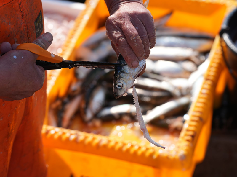 Forscher warnen vor Kosten der Schleppnetz-Fischerei (Archivbild). - Foto: Marcus Brandt/dpa