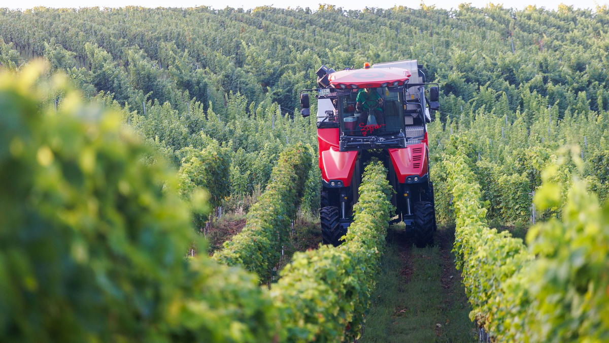 Es wandelt sich was in den Weinbergen deutscher Anbaugebiete (Archivfoto).  - Foto: Philipp von Ditfurth/dpa