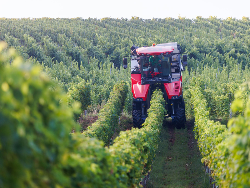 Es wandelt sich was in den Weinbergen deutscher Anbaugebiete (Archivfoto).  - Foto: Philipp von Ditfurth/dpa