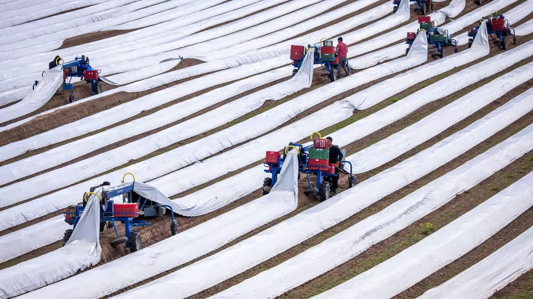 Spargelernte in Deutschland: Rund 243.000 Menschen aus dem Ausland arbeiteten 2023 auf deutschen Feldern (Archivbild). - Bild: Jens Büttner/dpa