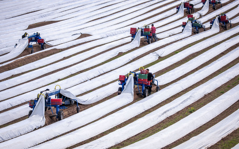 Spargelernte in Deutschland: Rund 243.000 Menschen aus dem Ausland arbeiteten 2023 auf deutschen Feldern (Archivbild). - Foto: Jens BĂŒttner/dpa Spargelernte in Deutschland: Rund 243.000 Menschen aus dem Ausland arbeiteten 2023 auf deutschen Feldern (Archivbild). - Foto: Jens BĂŒttner/dpa