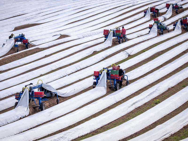 Spargelernte in Deutschland: Rund 243.000 Menschen aus dem Ausland arbeiteten 2023 auf deutschen Feldern (Archivbild). - Foto: Jens Büttner/dpa