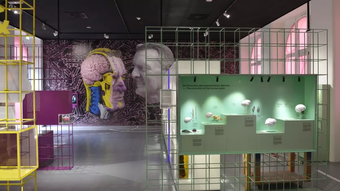Von Nerven, Sinnen ... und Charly Körbel. Neue Dauerausstellung über die Geheimnisse der Gehirne von Menschen und Tieren ab dem 26.03.2025 im Senckenberg Forschungsinstitut und Naturmuseum Frankfurt - Bild: presseportal.de