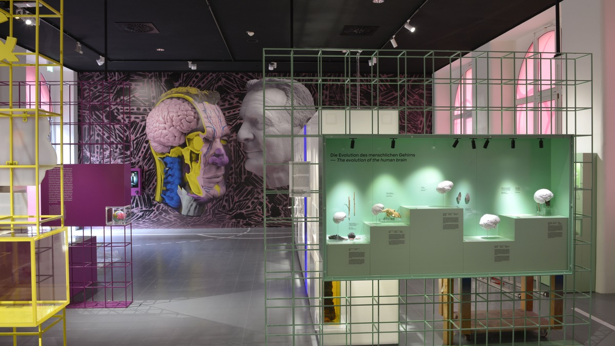 Von Nerven, Sinnen ... und Charly Körbel. Neue Dauerausstellung über die Geheimnisse der Gehirne von Menschen und Tieren ab dem 26.03.2025 im Senckenberg Forschungsinstitut und Naturmuseum Frankfurt - Foto: presseportal.de