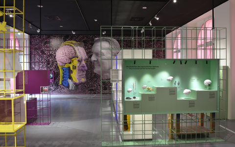 Von Nerven, Sinnen ... und Charly Körbel. Neue Dauerausstellung über die Geheimnisse der Gehirne von Menschen und Tieren ab dem 26.03.2025 im Senckenberg Forschungsinstitut und Naturmuseum Frankfurt - Foto: presseportal.de