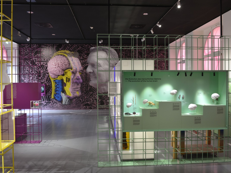 Von Nerven, Sinnen ... und Charly Körbel. Neue Dauerausstellung über die Geheimnisse der Gehirne von Menschen und Tieren ab dem 26.03.2025 im Senckenberg Forschungsinstitut und Naturmuseum Frankfurt - Foto: presseportal.de