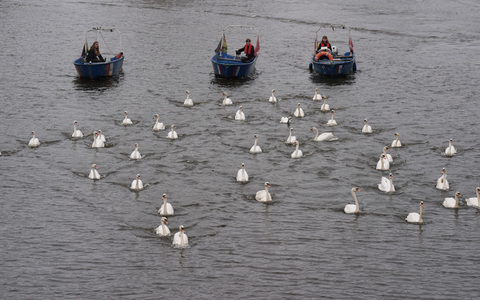 Die Schwäne sind eines der Wahrzeichen der Hansestadt - Foto: Marcus Brandt/dpa