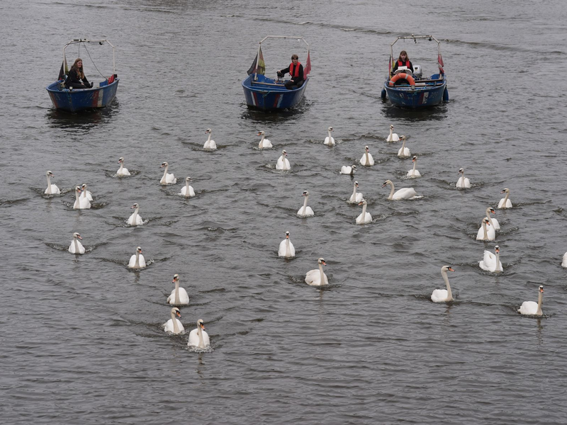 Die Schwäne sind eines der Wahrzeichen der Hansestadt - Foto: Marcus Brandt/dpa