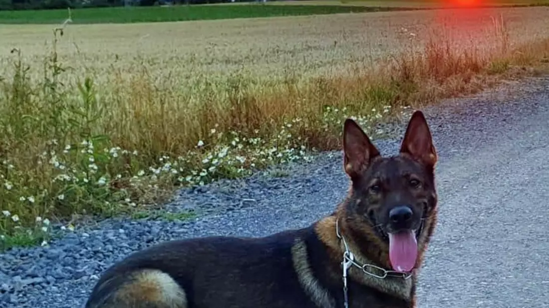 POL-KS: Nach Festnahme von mutmaßlichen Dealern: Diensthund Janko spürt Drogenversteck auf - Bild: presseportal.de