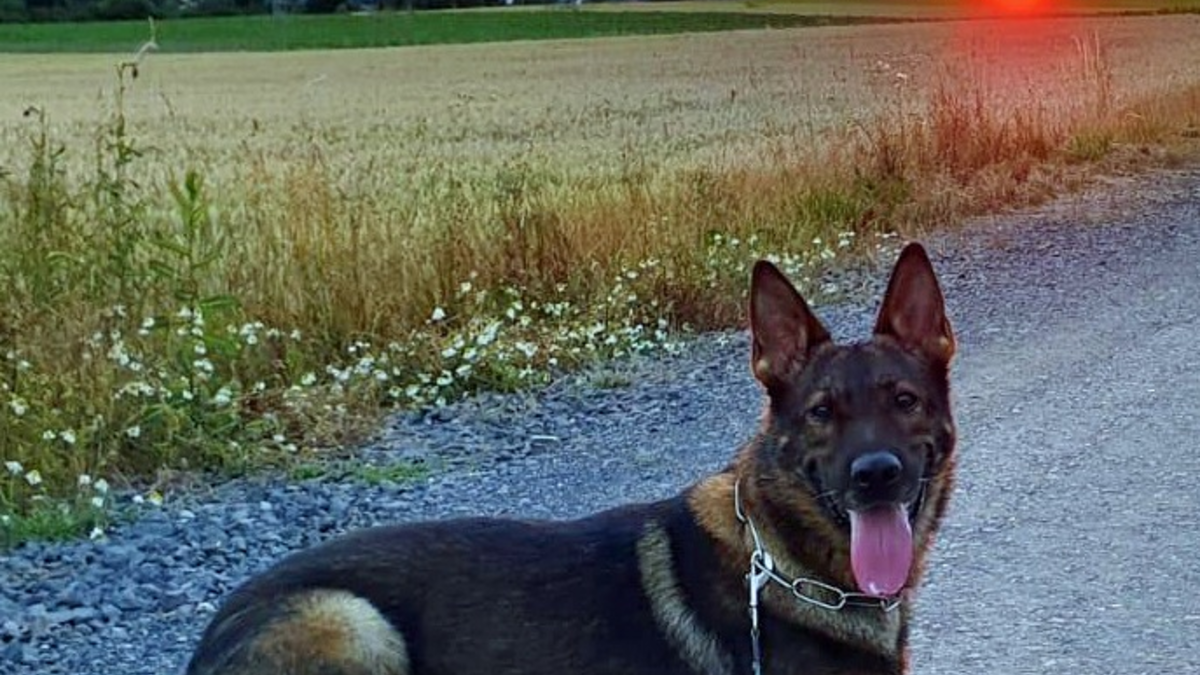 POL-KS: Nach Festnahme von mutmaßlichen Dealern: Diensthund Janko spürt Drogenversteck auf - Foto: presseportal.de