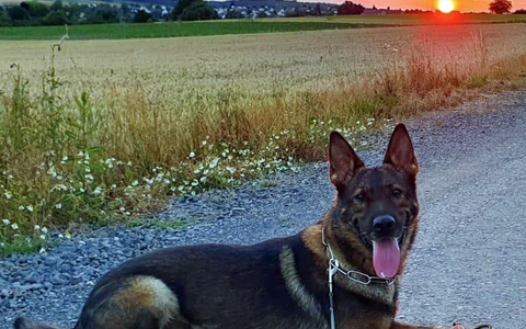 POL-KS: Nach Festnahme von mutmaßlichen Dealern: Diensthund Janko spürt Drogenversteck auf - Foto: presseportal.de