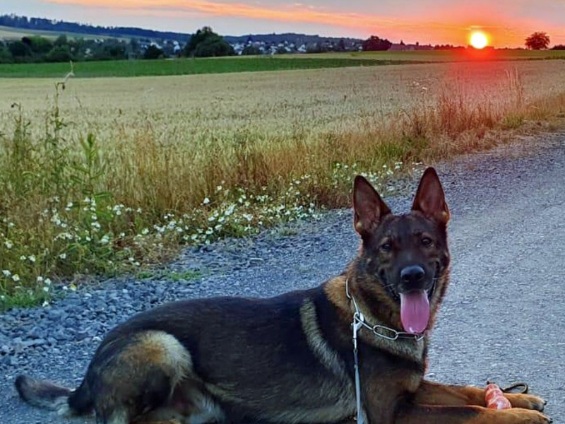 POL-KS: Nach Festnahme von mutmaßlichen Dealern: Diensthund Janko spürt Drogenversteck auf - Foto: presseportal.de