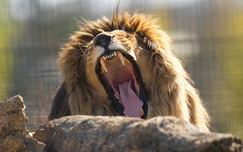Die Aktion wurde monatelang vorbereitet. - Foto: Kirsty Wigglesworth/AP/dpa