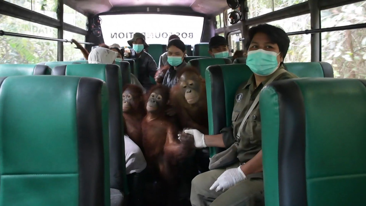Einsteigen bitte: An der Hand ihrer Pfleger erkunden die jungen Orang-Utans erst einmal den Bus. - Foto: -/Bos Foundation/dpa