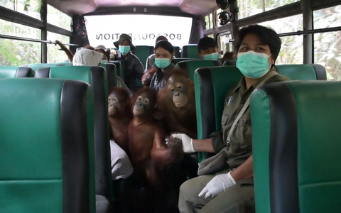 Einsteigen bitte: An der Hand ihrer Pfleger erkunden die jungen Orang-Utans erst einmal den Bus. - Foto: -/Bos Foundation/dpa