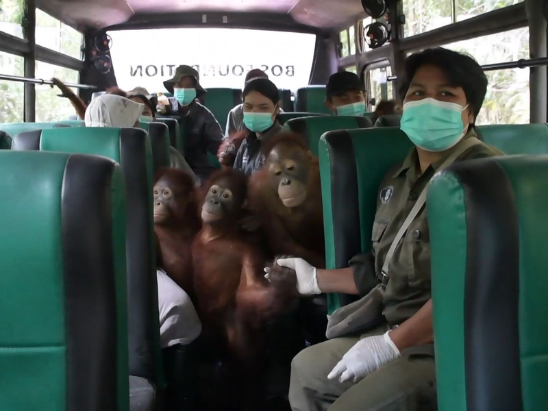 Einsteigen bitte: An der Hand ihrer Pfleger erkunden die jungen Orang-Utans erst einmal den Bus. - Foto: -/Bos Foundation/dpa
