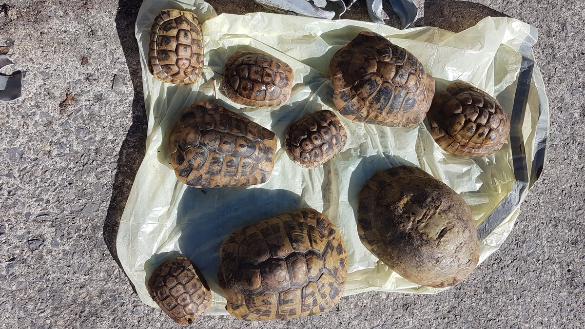 POL-SO: Schildkröten in Mülleimer entsorgt - Foto: presseportal.de