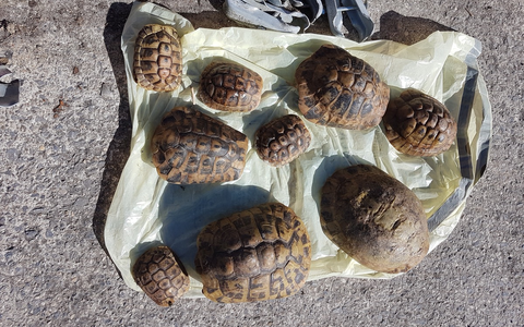 POL-SO: Schildkröten in Mülleimer entsorgt - Foto: presseportal.de