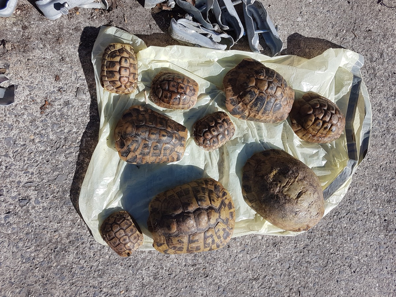 POL-SO: Schildkröten in Mülleimer entsorgt - Foto: presseportal.de