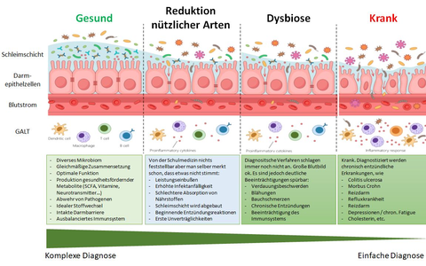 Leaky Gut - Foto: BonaFeel über pressetext.de