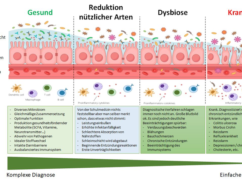 Leaky Gut - Foto: BonaFeel über pressetext.de