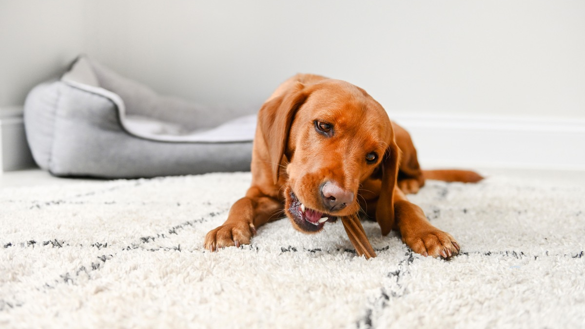 Achtung, Hundebesitzer: Fehlende Zahnpflege gefährdet die Gesundheit Ihres Vierbeiners und wird meist erst spät erkannt - Foto: presseportal.de