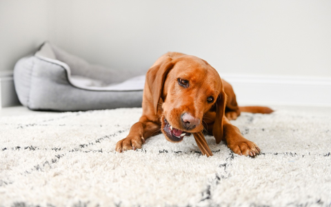 Achtung, Hundebesitzer: Fehlende Zahnpflege gefährdet die Gesundheit Ihres Vierbeiners und wird meist erst spät erkannt - Foto: presseportal.de