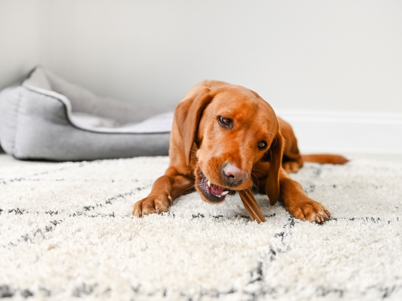 Achtung, Hundebesitzer: Fehlende Zahnpflege gefährdet die Gesundheit Ihres Vierbeiners und wird meist erst spät erkannt - Foto: presseportal.de