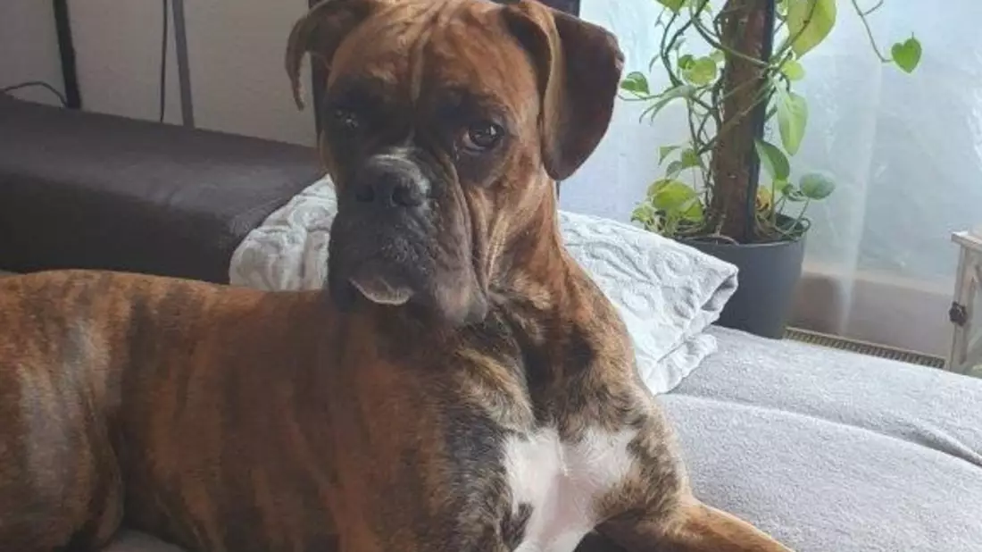 Bundespolizeidirektion München: Verletzter Hund Sam gesucht - Bundespolizei bittet um Hinweise - Bild: presseportal.de