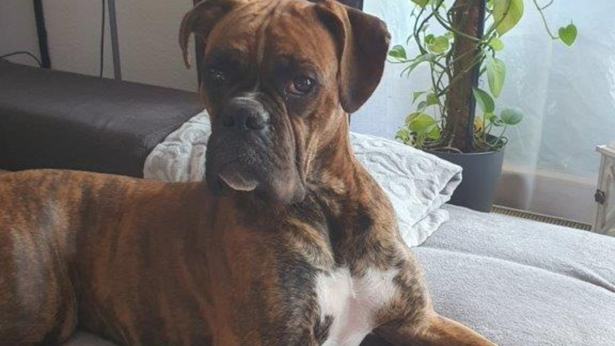 Bundespolizeidirektion München: Verletzter Hund Sam gesucht - Bundespolizei bittet um Hinweise - Foto: presseportal.de