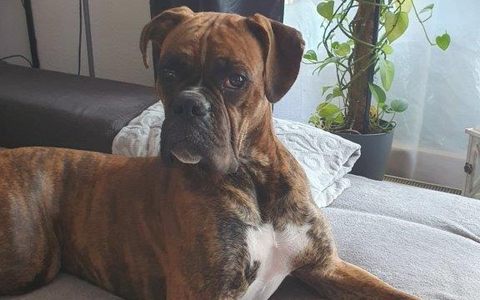 Bundespolizeidirektion München: Verletzter Hund Sam gesucht - Bundespolizei bittet um Hinweise - Foto: presseportal.de