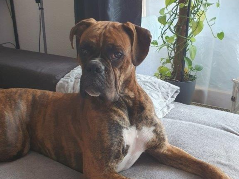 Bundespolizeidirektion München: Verletzter Hund Sam gesucht - Bundespolizei bittet um Hinweise - Foto: presseportal.de