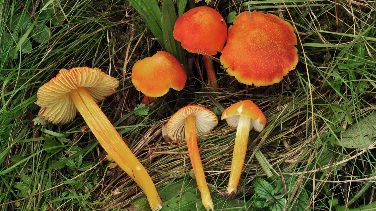 Der Feuerschuppige Saftling ist nicht nur in Deutschland, sondern weltweit gefährdet. - Foto: Alexander Karich/dpa