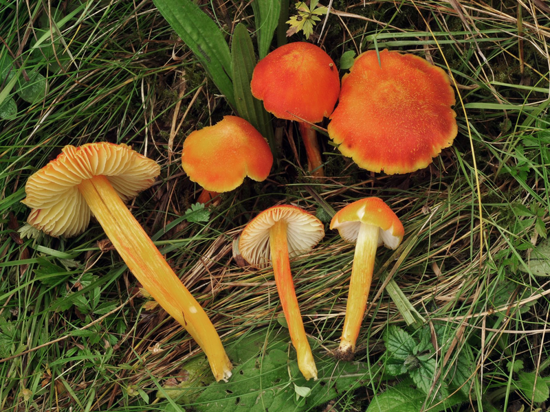 Der Feuerschuppige Saftling ist nicht nur in Deutschland, sondern weltweit gefährdet. - Foto: Alexander Karich/dpa