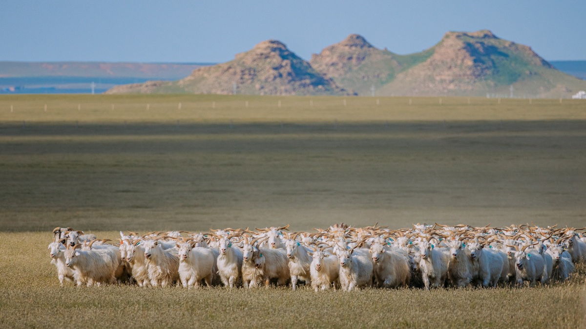 Good Cashmere Conference in Hamburg bringt globale Kaschmirindustrie zusammen, um Zukunft der Branche zu diskutieren - Foto: presseportal.de