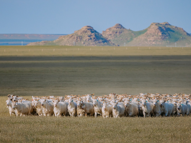 Good Cashmere Conference in Hamburg bringt globale Kaschmirindustrie zusammen, um Zukunft der Branche zu diskutieren - Foto: presseportal.de