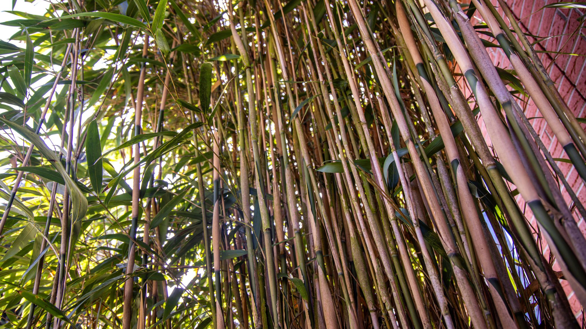 Am höchsten deutschen Zivilgericht ging es um eine meterhohe Bambushecke. (Symbolbild) - Foto: Jens Büttner/dpa