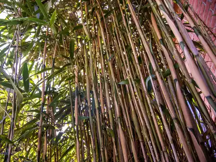 Am höchsten deutschen Zivilgericht ging es um eine meterhohe Bambushecke. (Symbolbild) - Foto: Jens Büttner/dpa