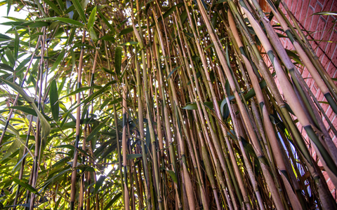 Am höchsten deutschen Zivilgericht ging es um eine meterhohe Bambushecke. (Symbolbild) - Foto: Jens Büttner/dpa
