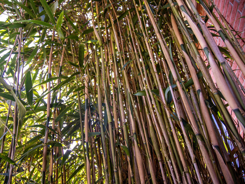Am höchsten deutschen Zivilgericht ging es um eine meterhohe Bambushecke. (Symbolbild) - Foto: Jens Büttner/dpa