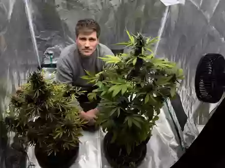 Die Cannabis-Bilanz: Wie viel kiffst du, Deutschland? - Foto: presseportal.de