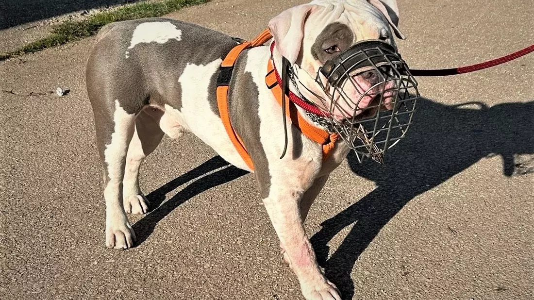 POL-PDTR: Im Wilhelm-Rautenstrauch-Park: Hund attackiert Passanten - Bild: presseportal.de